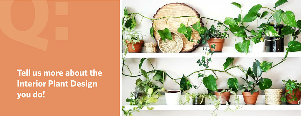 Tell us more about the Interior Plant Design you do!