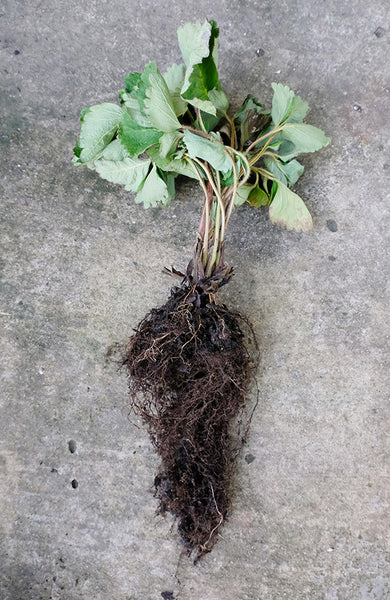 Root rot