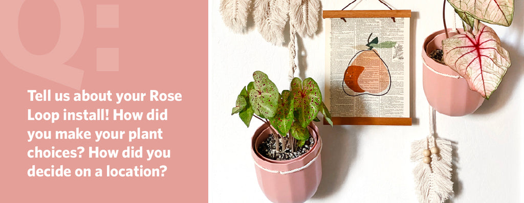Tell us about your Rose Loop install! How did you make your plant choices? How did you decide on a location?