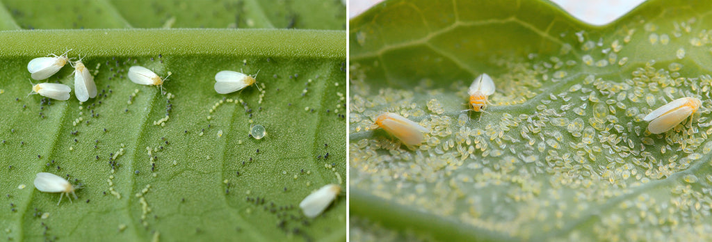Whiteflies and their eggs and larvae