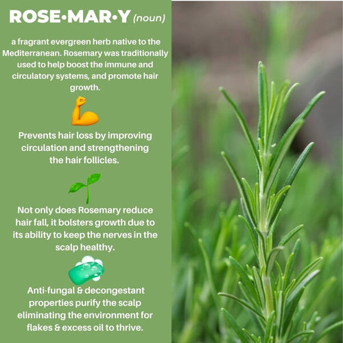 Rosemary Tea for Hair: Benefits and How to Use It