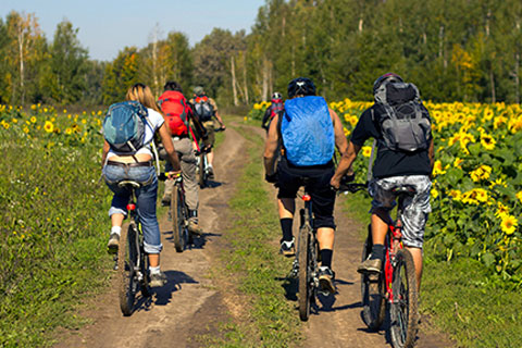 A group of people on bicycles are riding down a road lined with yellow flowers 