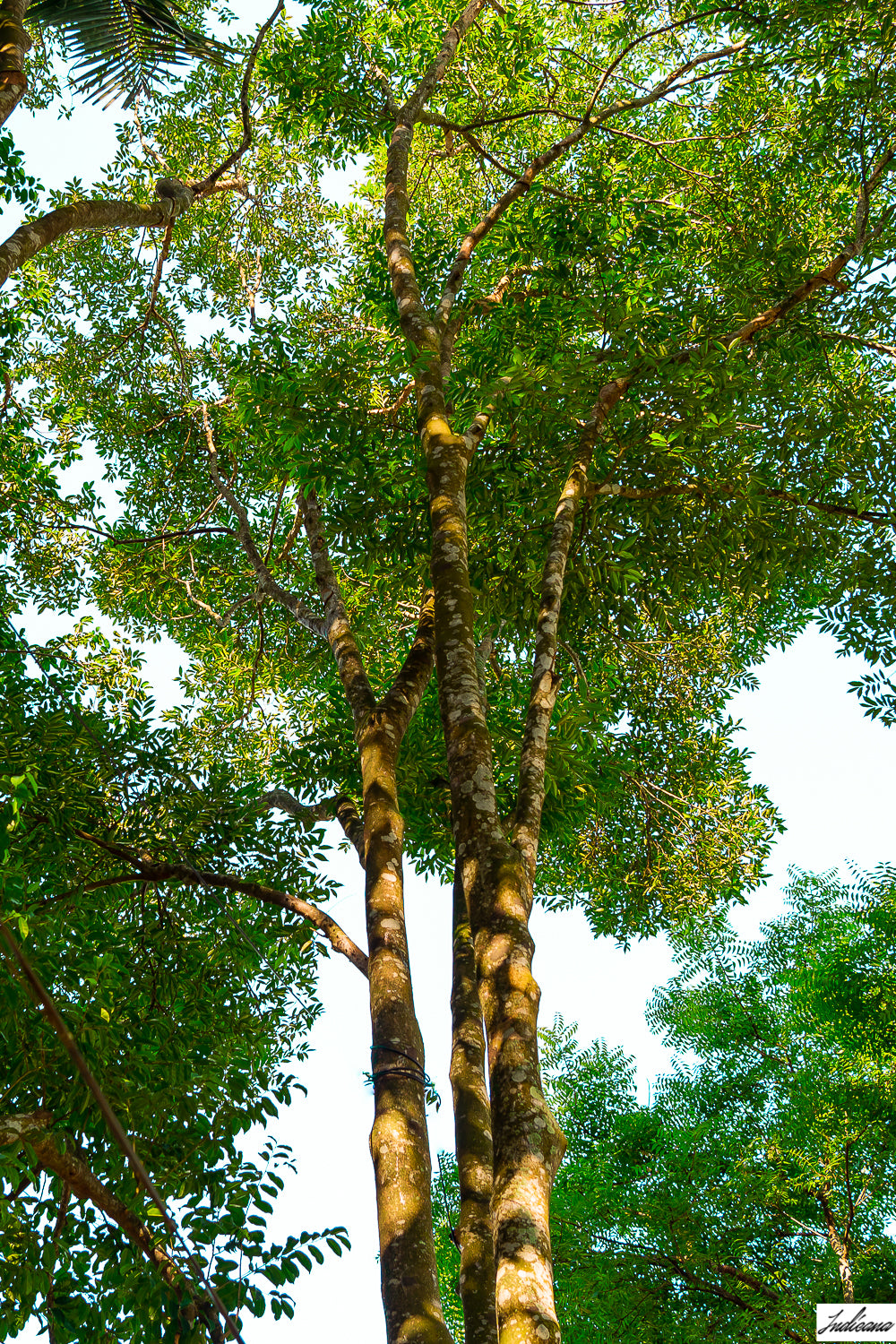 Agarwood Tree