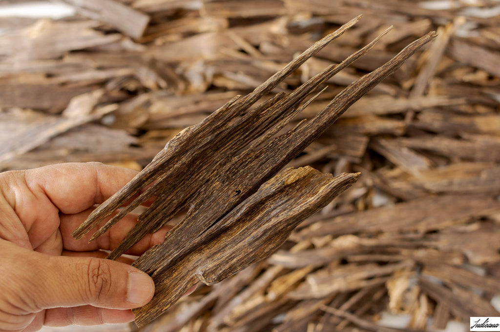 Agaru-1 Oud Wood from Assam India - خشب العود الهندي