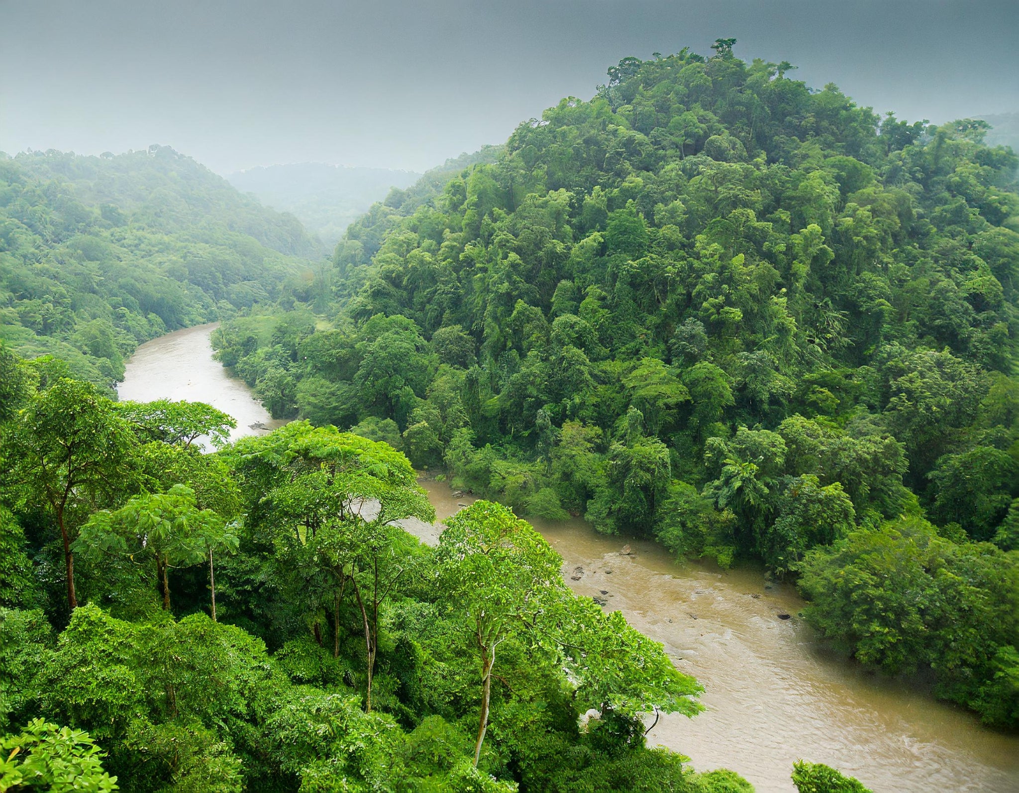 Tropical Rainforest in Tripura India with Agarwood Trees