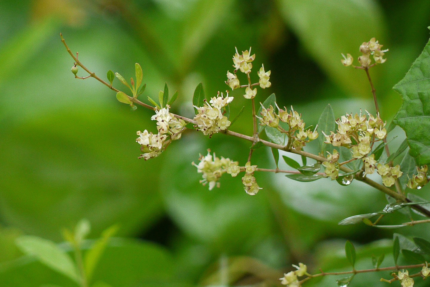 Lawsonia Inermis. Photo : Dinesh Valke - Wikipedia