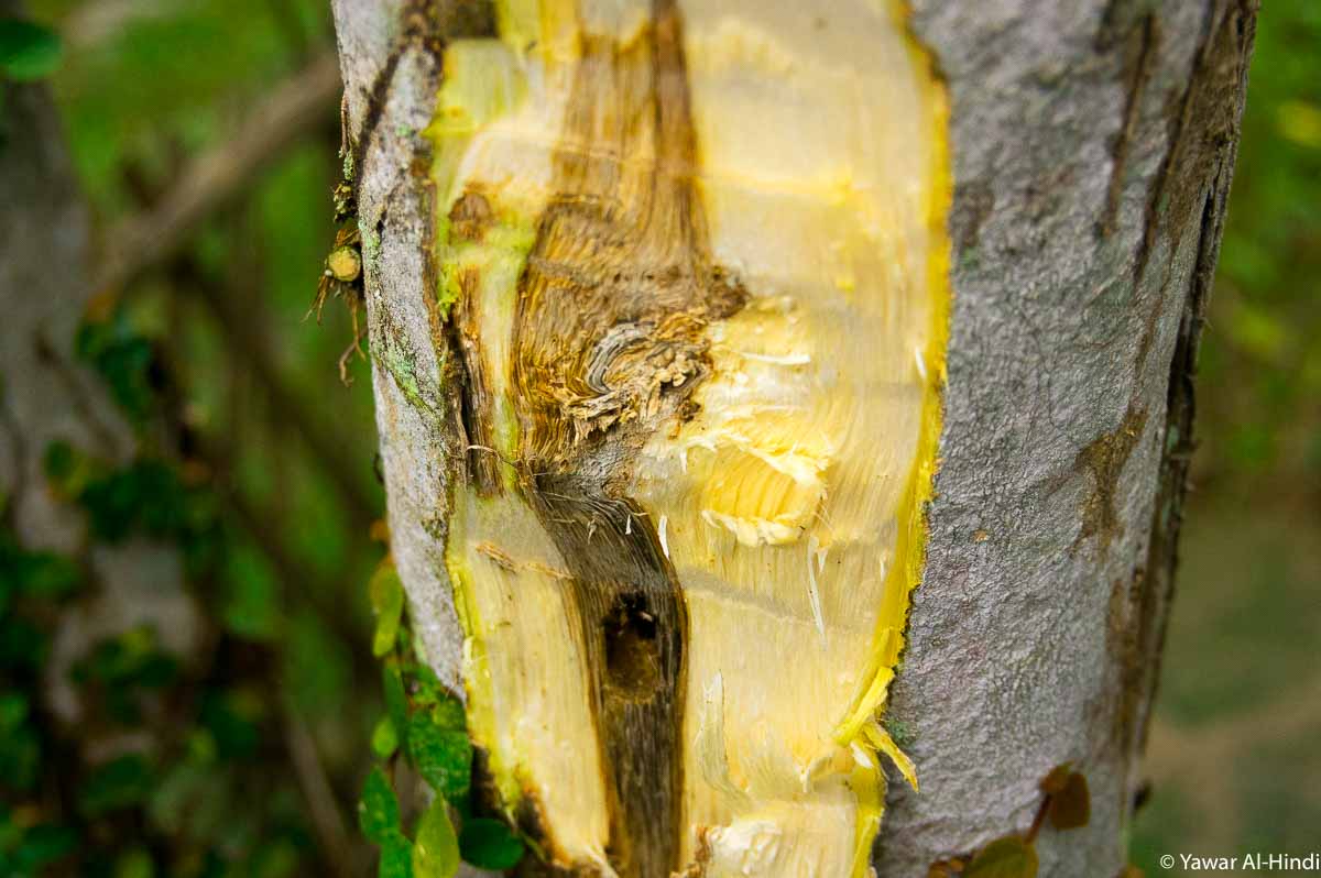 Infected part of Agarwood Tree