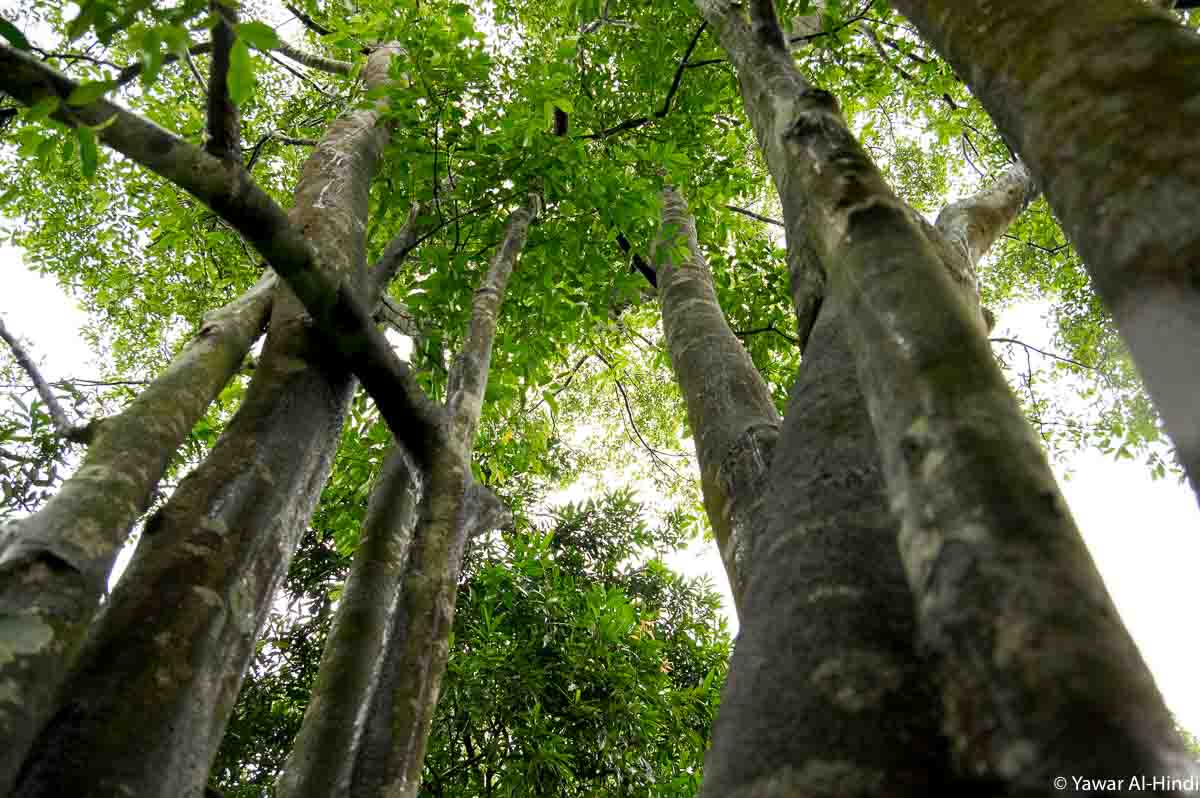Agarwood Trees in Assam