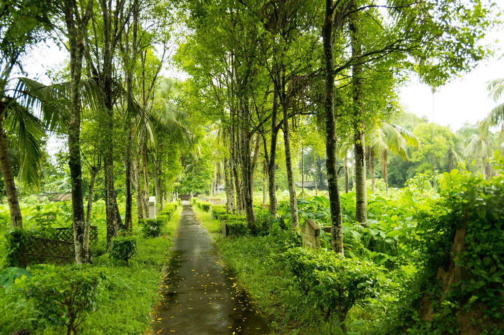 Agarwood Trees in Assam India by Indicana Oud