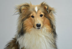 A light colored border collie standing in front of a light colored wall | Bubu Brands