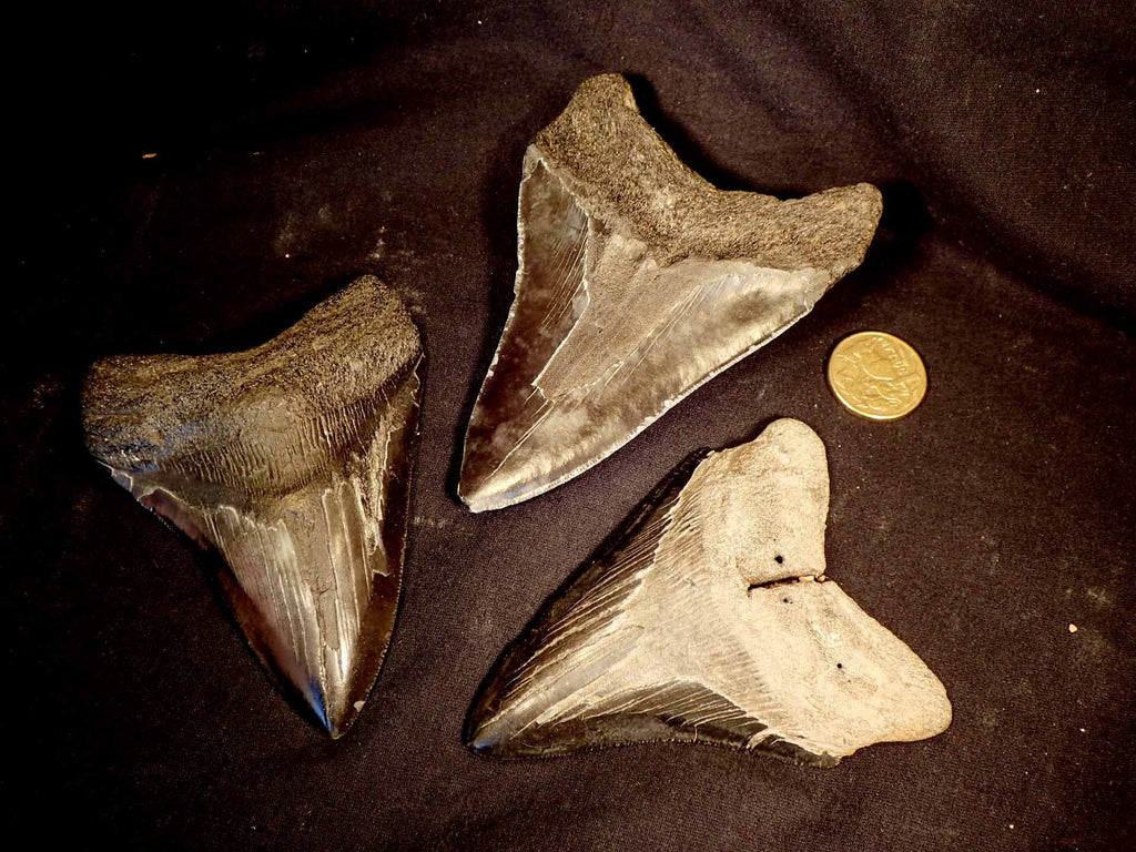 shark teeth fossils
