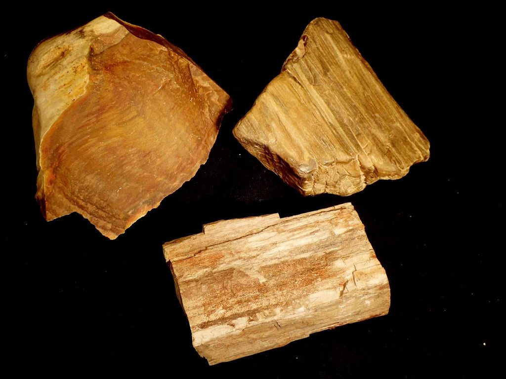 types of petrified wood