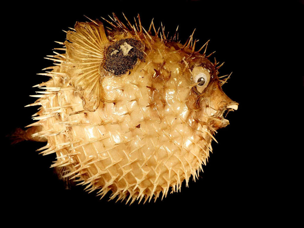 Image result for puffer fish