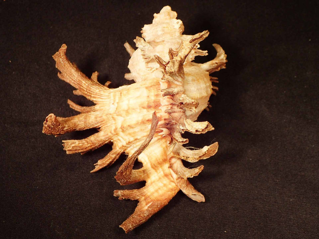 Stag Horn Murex [Seashells - Natural] – Naturally Wild Australia
