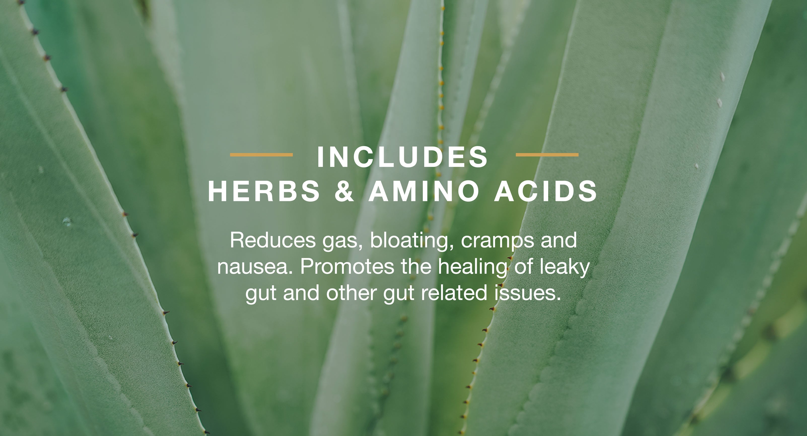Reduces gas and nausea while promiting the healing of leaky gut with the inclusion of herbs and amino acids
