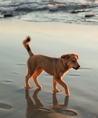 Cymbiotika pet walking along the beach