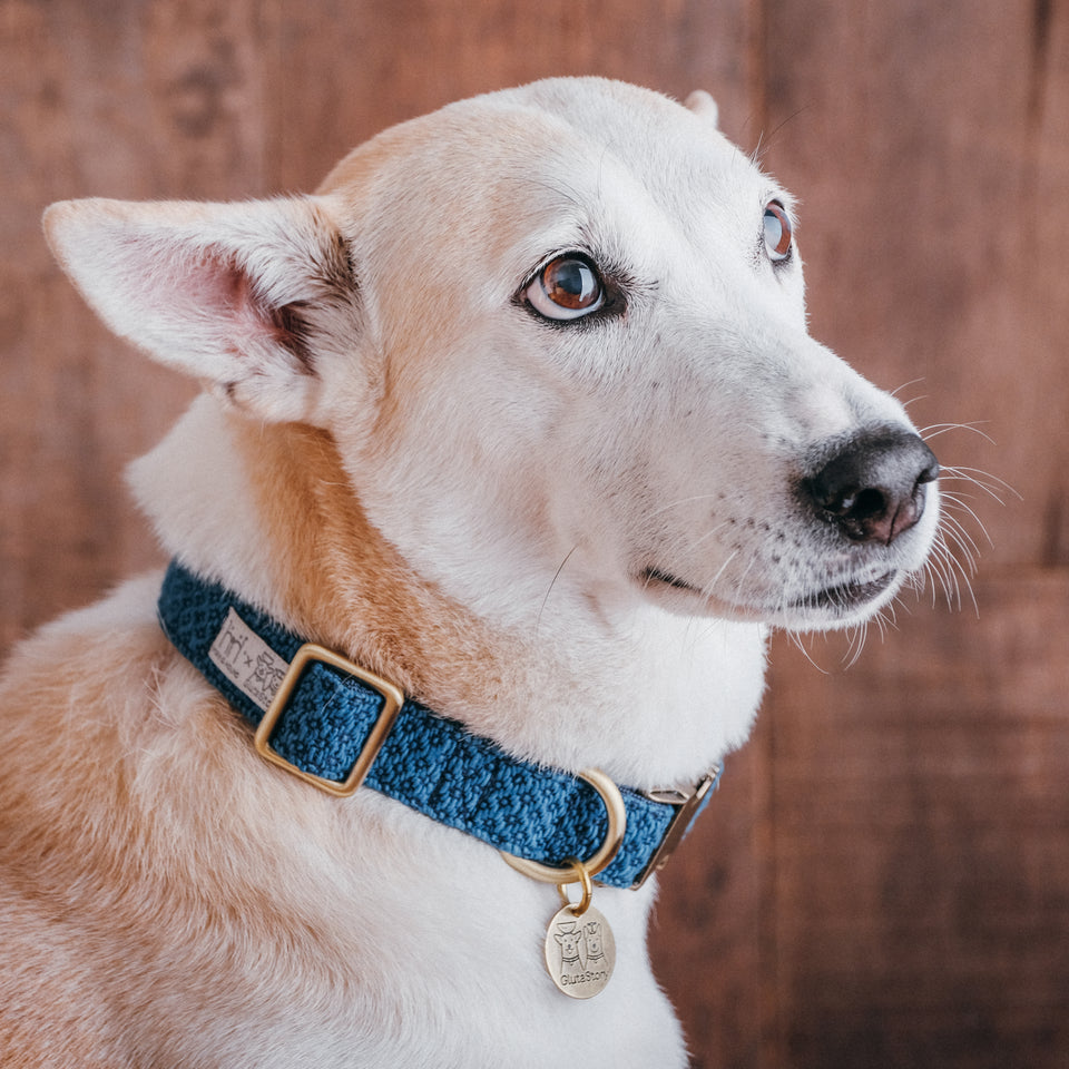 indigo dog collar