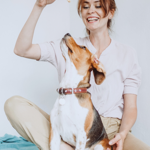 Entrenamiento de perros