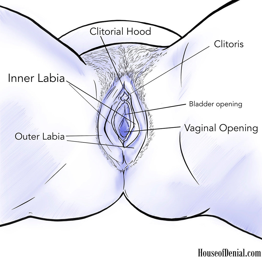 Diagram of a vulva