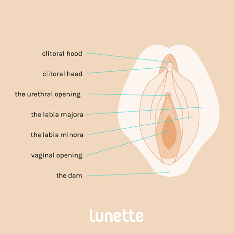 Vulva