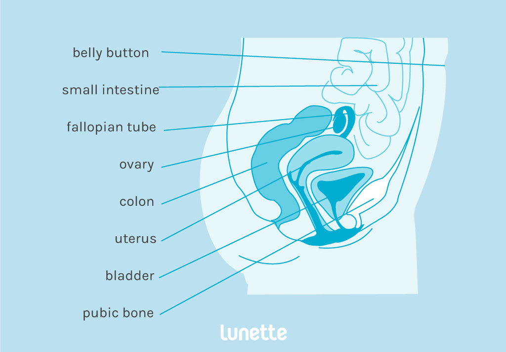internal organ diagram