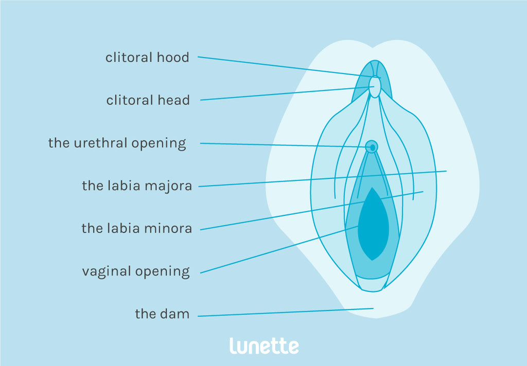 vagina diagram