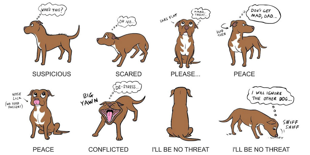 understanding-your-dog-s-body-language-barking-bullies