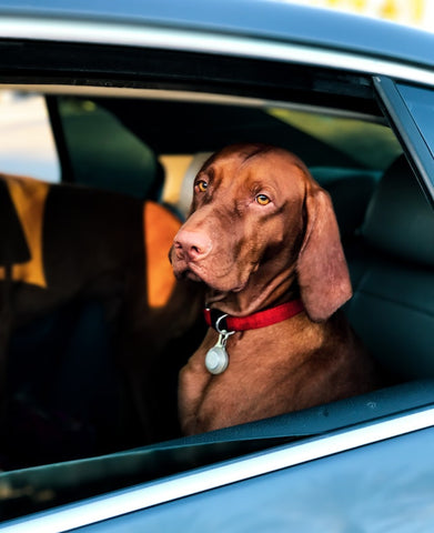 Voyager en voiture avec son chien - Blog