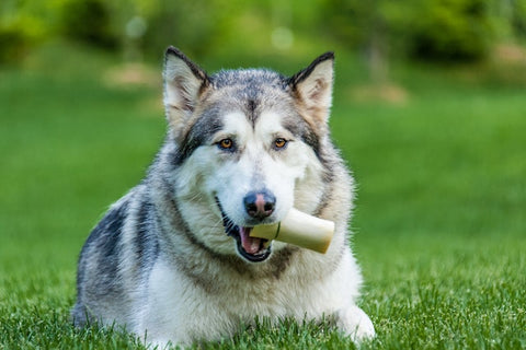 La mastication chez le chien : ce qu'il faut savoir – KanPaw