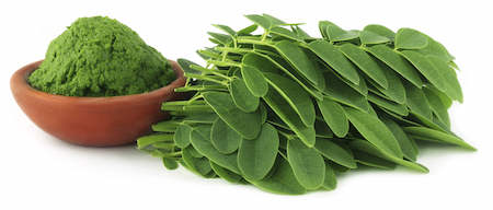 Moringa high in proteins