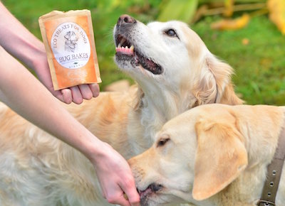dog treats with edible insects
