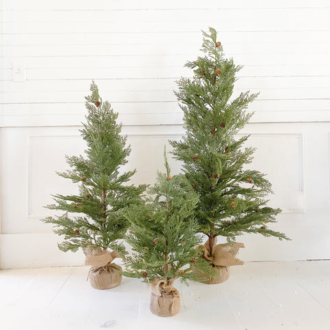 Natural Forest Hemlock Tree with Pine Cones