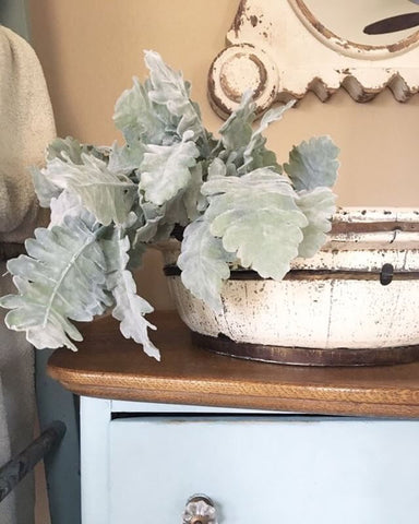 Dusty Miller Stem