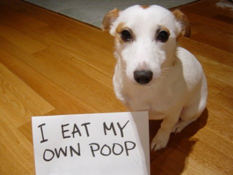puppy eats its poop