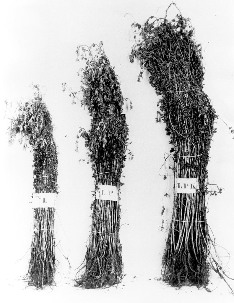 Fig. 1. — Relative yields of forage and differences in roots and stems of sweet clover varying in root-rot according to soil treatments.