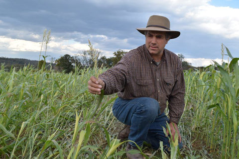 Steve Groff reaches out to touch a stalk of grass in the middle of a field