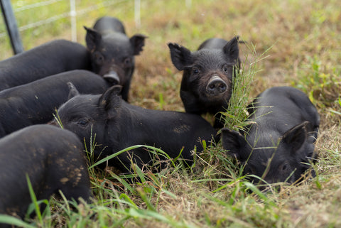 guinea hog piglets