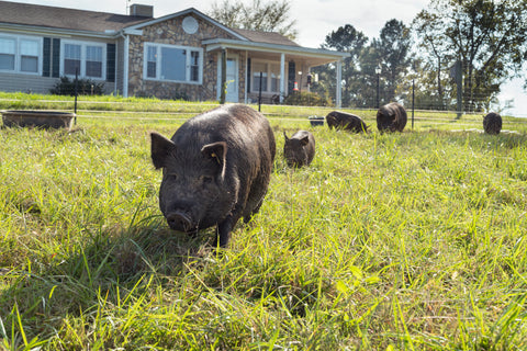 Guinea hogs