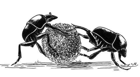Book of the Week: Dung Beetles - Acres USA