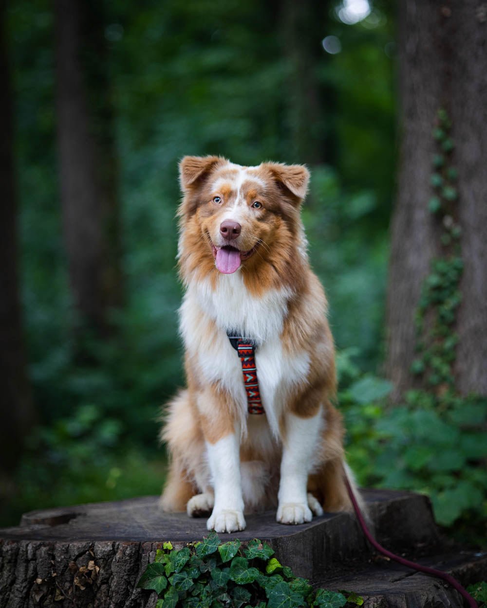 Woodland Snack Bag – Woolly Wolf