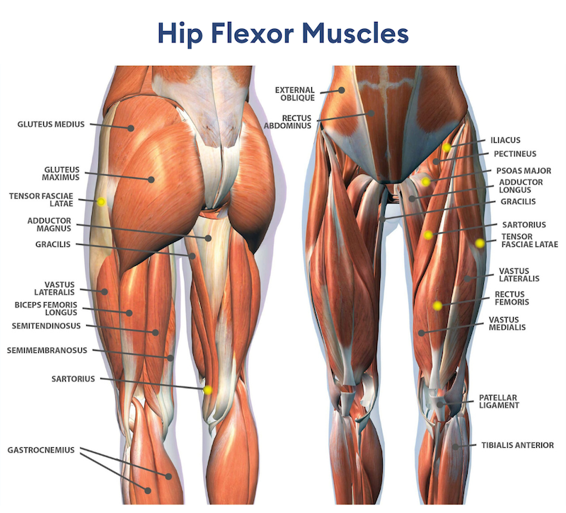 Hip Flexor Muscles