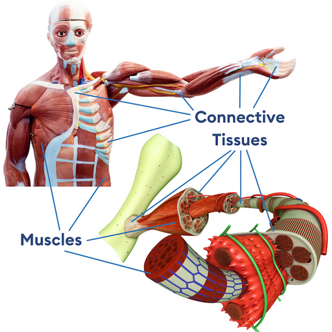Myofascial tissues: muscles and connective tissue