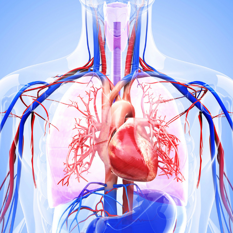 The Heart Cardiovascular System Pump