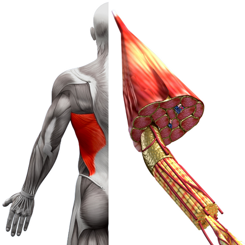 myofascial system muscles and fascia