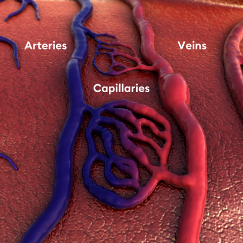 Blood Vessels: Arteries, Veins & Capillaries