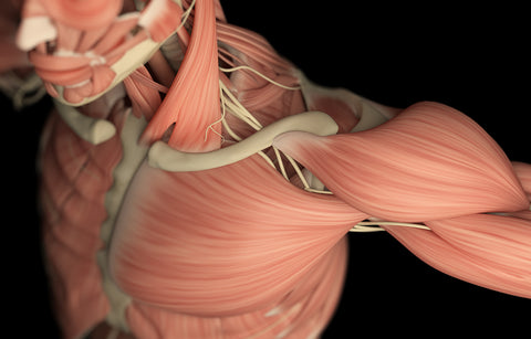 The fascial system is a web-like network of flexible tissue that supports and holds every organ, blood vessel, bone, nerve fiber and muscle in place.