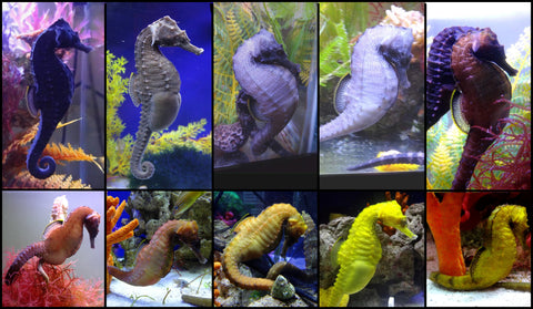 Seahorse Color-Color is Not Fixed and Changes – Alyssa's Seahorse Savvy