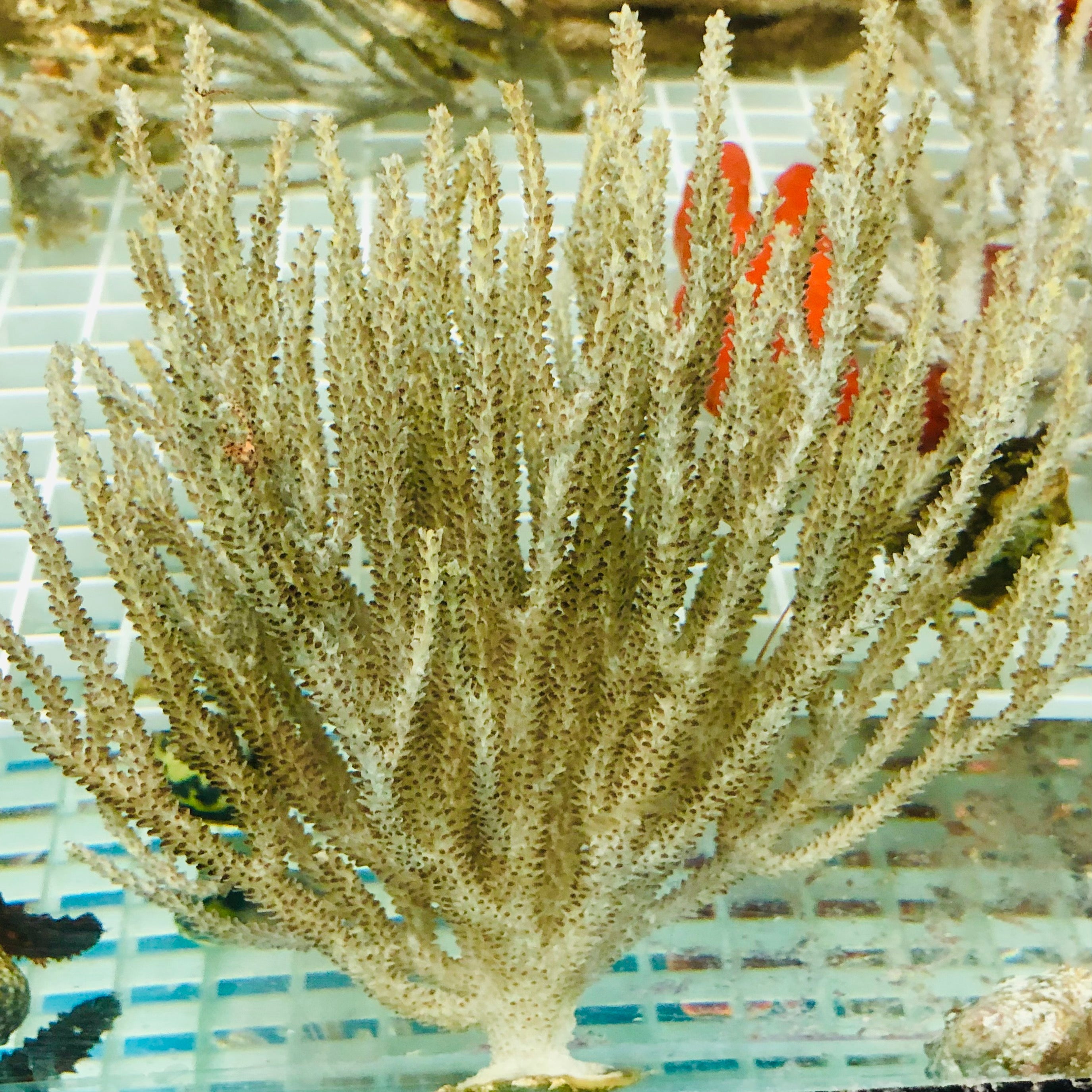 SPECIAL-Gulf Silver Muricea Gorgonian-Photosynthetic (Small Size)