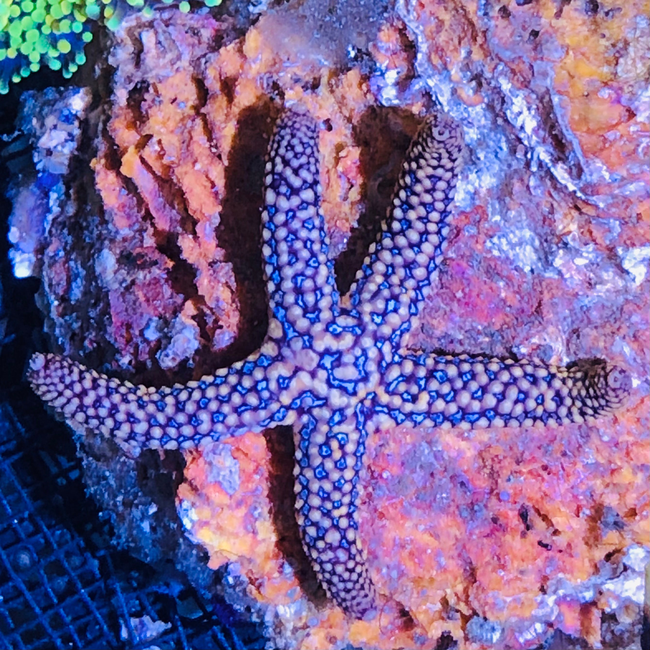 Purple Blue Conical Starfish-Reef Safe – Alyssa's Seahorse Savvy