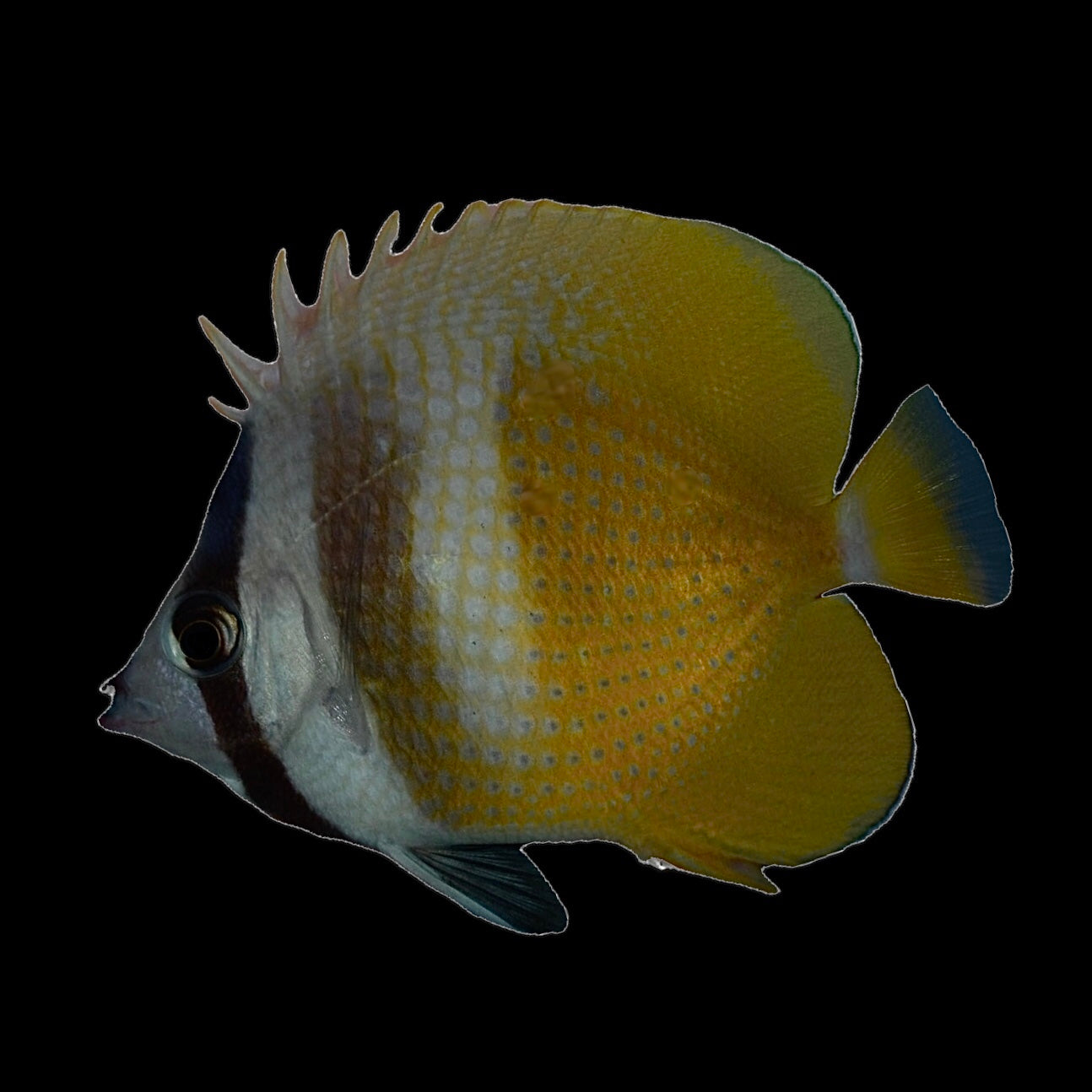 NEW ARRIVAL-Aquarium Conditioned-Klein's Butterflyfish